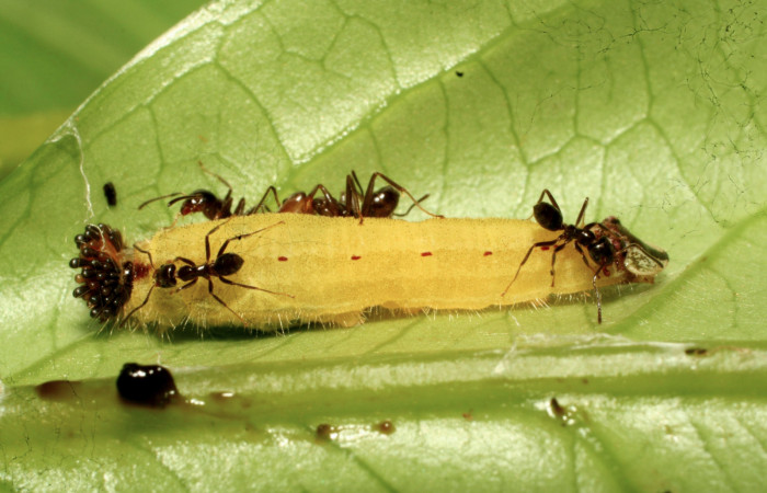 Fig.9. Larva de <i>Theope virgilius</i>. Voucher : 11-SRNP-30610-DHJ481664.jpg.