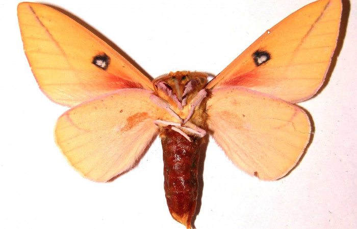 Fg.4. Adulto vista ventral del macho <i>Syssphinx jennyphillipsae</i> (Saturnidae), mide 62mm. Los Almendros Sector El Hacha 290 m. 02-SRNP-30302-DHJ35899.