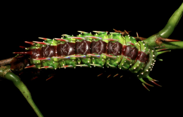 Fg.6. Larva <i>Syssphinx jennyphillipsae</i> (Saturnidae), mide 40mm. Estacion Maritza Sector Orosi 570 m. 05-SRNP-35518-DHJ406441