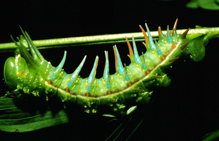 Fg.7. Larva <i>Syssphinx jennyphillipsae</i> (Saturnidae), mide 62mm. Area Administrativa Sector Santa Rosa 295 m. 83-SRNP-1346-DHJ6439.