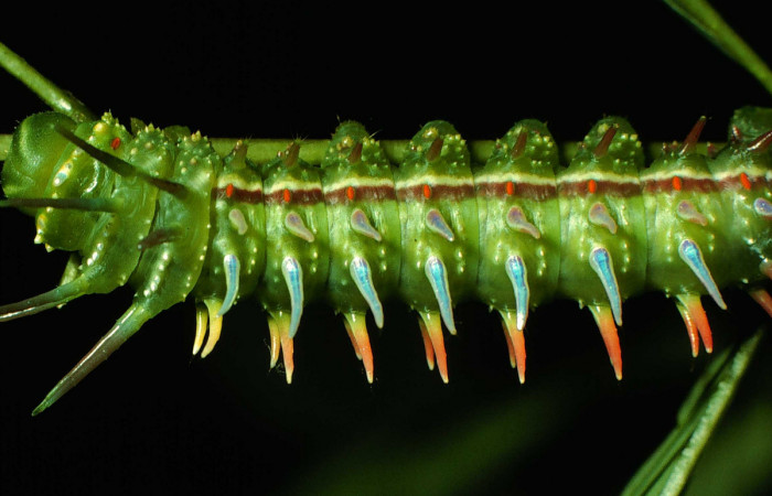 Fg.9. Larva <i>Syssphinx jennyphillipsae</i> (Saturnidae), mide 62mm. Lucas Sector Santa Rosa 295 m 96-SRNP-6882 -DHJ27878.