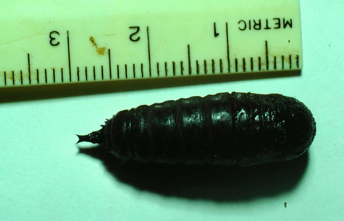 Fg.10. Pupa <i>Syssphinx jennyphillipsae</i> (Saturnidae), mide 62mm. Lucas Sector Santa Rosa 295 m. 81-SRNP-111-DHJ1874.
