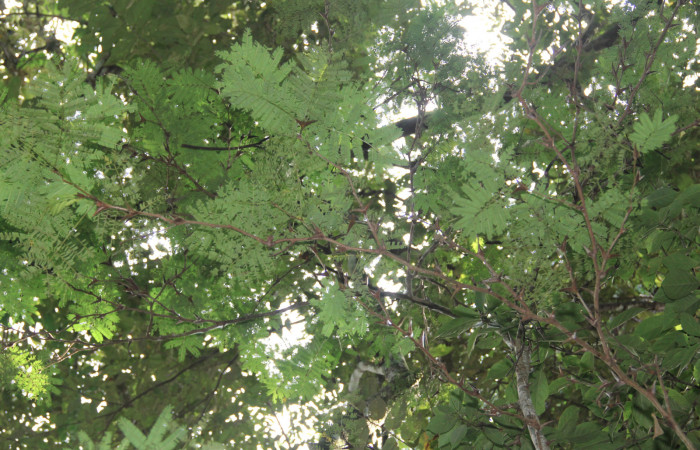 Fg 11. Planta <i>Vachellia collinsii</i> (Fabaceae), mide 3m, hospedera de <i>Syssphinx jennyphillipsae</i>. Los Almendros Sector El Hacha 290m. Foto, Lucía Ríos.