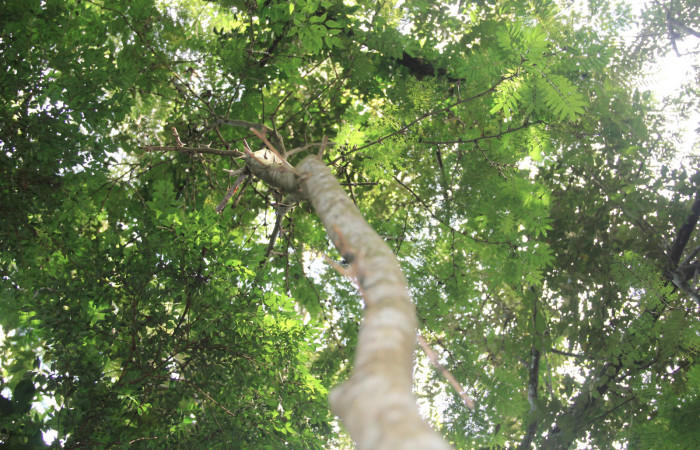 Fg 13. Planta <i>Vachellia collinsii</i> (Fabaceae), mide 3m, hospedera de <i>Syssphinx jennyphillipsae</i>. Los Almendros Sector El Hacha 290m. Foto, Lucía Ríos.