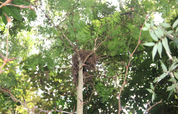 Fg 14. Planta <i>Vachellia collinsii</i> (Fabaceae), mide 3m, hospedera de <i>Syssphinx jennyphillipsae</i>. Los Almendros Sector El Hacha 290m. Foto, Lucía Ríos.