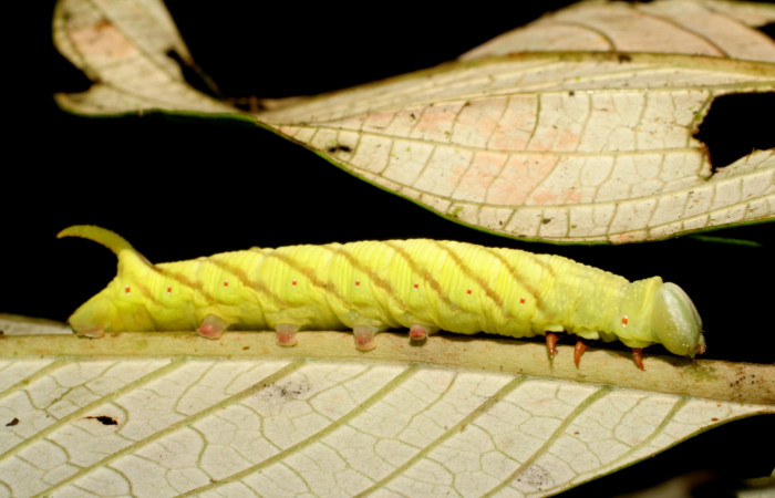 Fig. 05. Larva de <i>Nyceryx ericea</i> (Sphingidae), vista lateral, punúltimo estadío 47mm de longitud. Voucher: 07-SRNP-45747-DHJ428333.jpg.