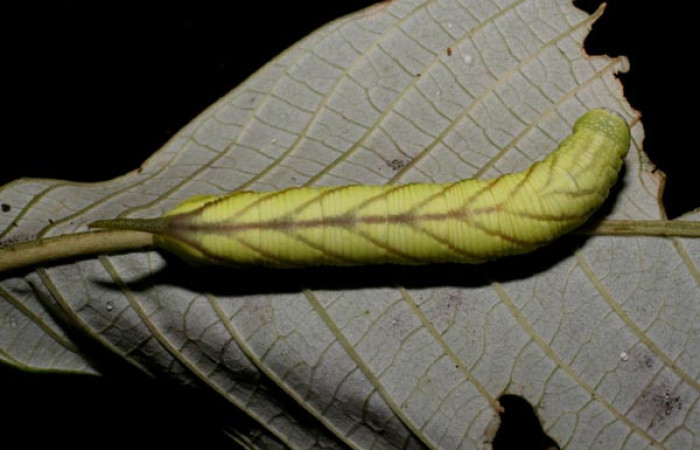Fig. 06. Larva de <i>Nyceryx ericea</i> (Sphingidae), vista dorsal, punúltimo estadío 47mm de longitud. Voucher: 07-SRNP-45747-DHJ428336.jpg.