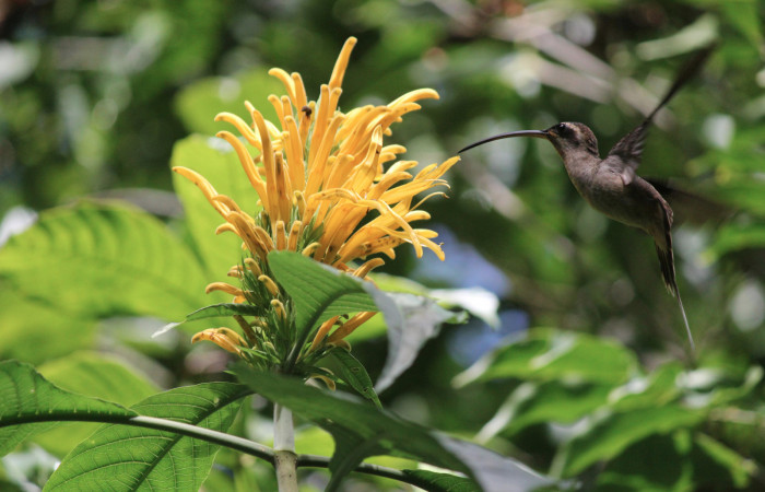 Fig. 1 Long-billed Hermit Ermitaño Colilargo, <i>Phaethornis longirostris</i> (Trochilidae) libando la inflorescencia de <i>Justicia aurea</i> (Acanthaceae). 13 de diciembre 2020, Tangelo Sector Del Oro ACG. Foto: Roster Moraga