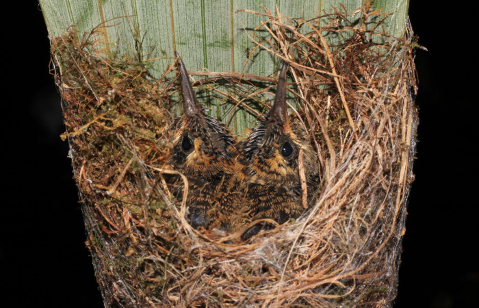 Fig. 9 Long-billed Hermit, Ermitaño Colilargo <i>Phaethornis longirostris</i> (Trochilidae) pichones sobre su nido en el extremo de una hoja de una palmera <i>Astrocaryum alatum</i> (Arecaceae). 20 de abril 2021, Rio Chón Sector Del Oro ACG. Foto: Roster Moraga