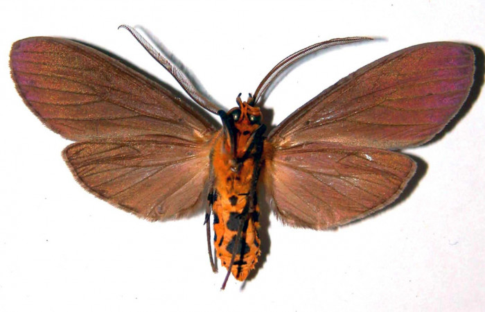 Fig. 2 Adulto <i>Pelochyta umbrata</i>(Erebidae) vista ventral mide 48mm. Sendero Arenales, Sector Cacao, 1080m.  00-SRNP-268-DHJ39119.