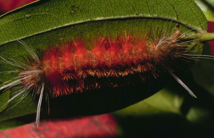 Fig. 3 Larva <i>Pelochyta umbrata</i> (Erebidae) vista ventral mide 45mm. Quebrada Serrano, Sector Del Oro, 585m. 99-SRNP-15241-DHJ52316.jpg