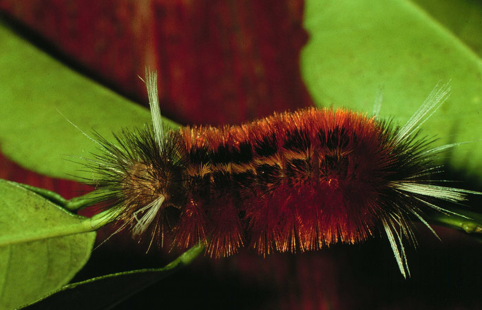 Fig. 4 Larva <i>Pelochyta umbrata</i> (Erebidae) vista ventral mide 27mm. Estacion San Cristobal, Sector San Cristobal, 640m. 97-SRNP-6358-DHJ43469.jpg