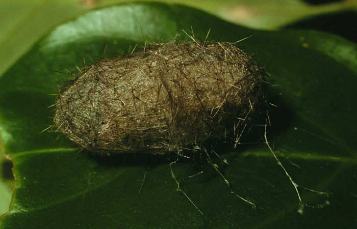 Fig. 5 Capullo <i>Pelochyta umbrata</i> (Erebidae) vista ventral mide 18mm. Sendero Arenales, Sector Cacao, 1080m.97-SRNP-1628-DHJ41706.jpg