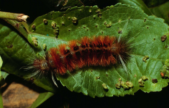 Fig. 6 Adulto <i>Pelochyta amyeaderae</i> (Erebidae) vista ventral mide 38mm. Corrales Viejos, Sector San Cristobal, 495m. 02-SRNP-3715-DHJ67490.jpg.