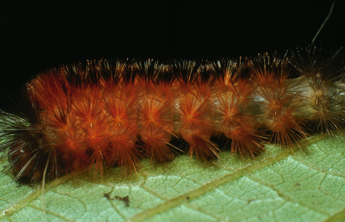 Fig. 7 Larva <i>Pelochyta amyeaderae</i> (Erebidae) vista ventral mide 36mm. Sendero Carmona, Sector San Cristobal, 670m. 03-SRNP-7558-DHJ74901.jpg