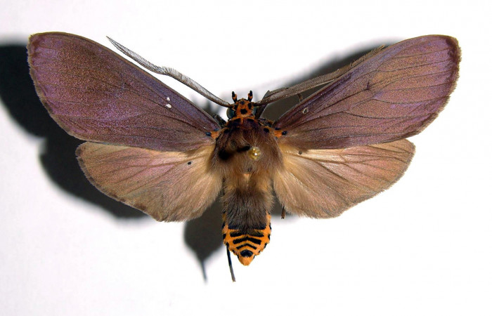Fig. 8 Adulto <i>Pelochyta amyeaderae</i> (Erebidae) vista dorsal mide 51mm. Rio Blanco Abajo, Sector San Cristobal, 500m. 00-SRNP-11952-DHJ93412.
