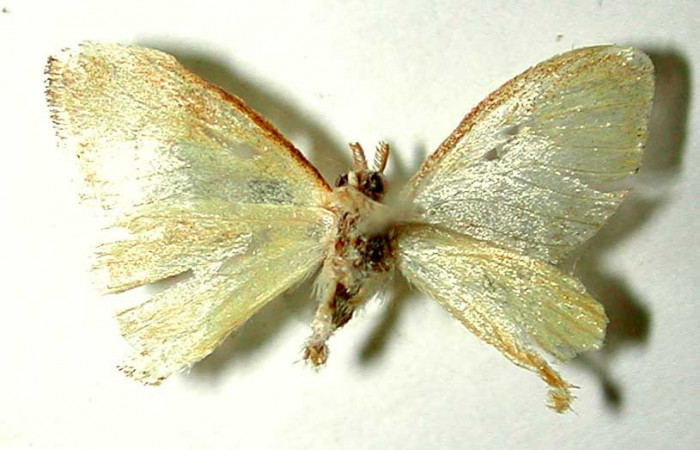 Figura 8. Adulto de <i>Paracraga argentea</i> (Dalceridae), macho vista ventral, localidad Camino Río Francia, Sector Rincón Rain Forest ACG (410m). Voucher: 01-SRNP-4136-DHJ33639.jpg.