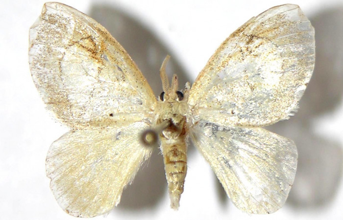 Figura 9. Adulto de <i>Paracraga argentea</i> (Dalceridae), hembra  vista dorsal, localidad Puente Palma, Sector San Cristóbal ACG (460m). Voucher: 04-SRNP-61260-DHJ329710.jpg.