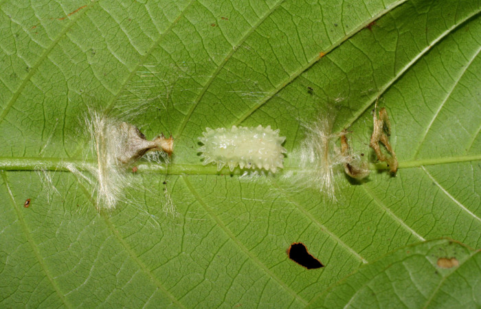 Figura 6. Prepupa de <i>Paracraga argentea</i> (Dalceridae), vista dorsal, localidad Suampo Uncaria, Sector San Cristóbal ACG (506m). Voucher: 06-SRNP-842-DHJ424575.jpg.