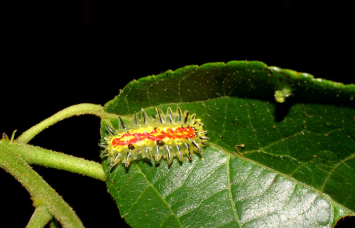 Figura 2. Larva <i>Paracraga argentea</i> (Dalceridae), penúltimo estadío (PU) vista dorsal, localidad Sendero Huerta, Sector San Cristóbal ACG (527m). Voucher: 07-SRNP-1784-DHJ420996.jpg.