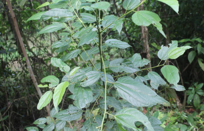 Figura 14. Planta hospedera de <i>Paracraga argentea</i> (Dalceridae), esta planta se llama <i>Trichospermun grewiifolium</i> (Malvaceae), localidad Medrano Estación Biológica Quica, Sector Pitilla ACG (380m), foto: Ricardo Calero 02 Febrero 2022.