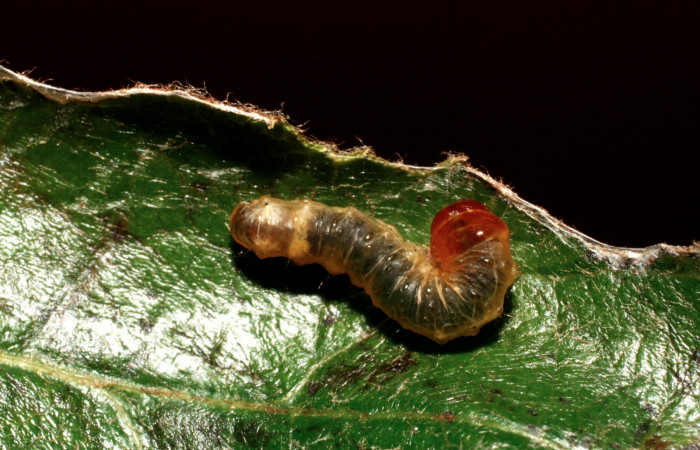 Fig.10 vista dorsal <i>Cleomantes</i> eumatilisDHJ02 (Thyrididae), se colectó 12 septiembre 2008, Sector El Pitilla, Estacion Quica 470mts(08-SRNP-72463-DHJ449921.jpg).