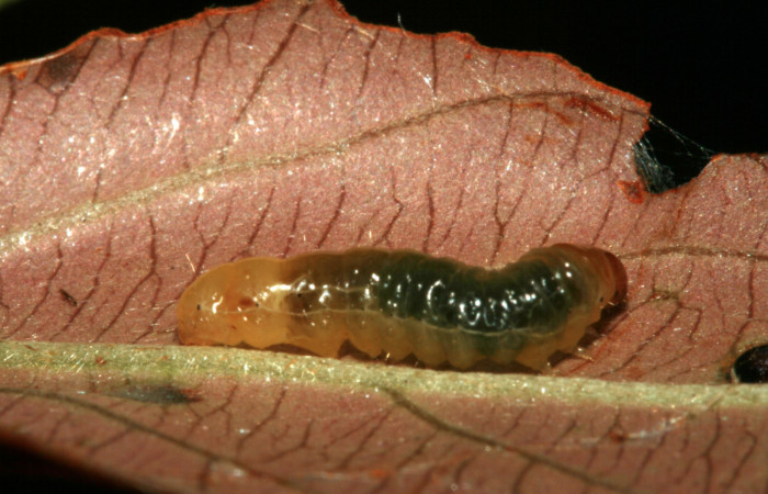 Fig.6 Parte lateral, <i>Cleomantes eumatilis</i> (Thyrididae), se colectó 20 enero 2012, Sector El Hacha, Estación Los Almendro, 290mts.(12-SRNP-2022-DHJ487130.jpg.
