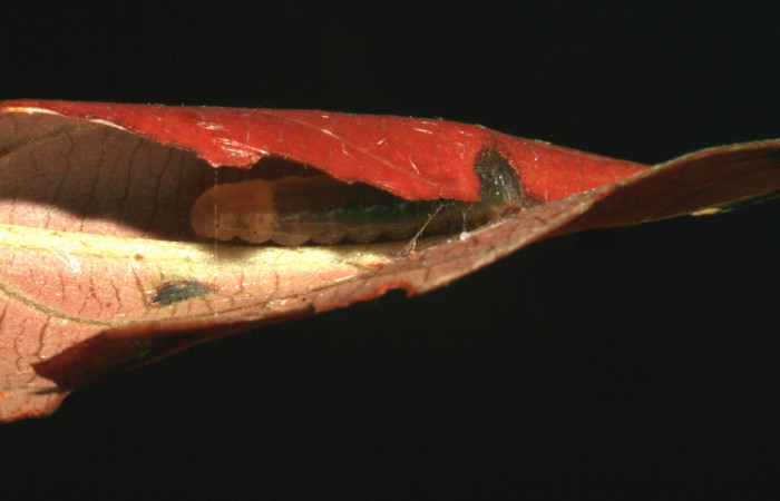 Fig.7 Larva dentro de casita <i>Cleomantes eumatilis</i> (Thyrididae), se colectó 20 enero 2012, Sector El Hacha, Estación Los Almendros, 290mts. (12-SRNP-2022-DHJ487127.jpg).