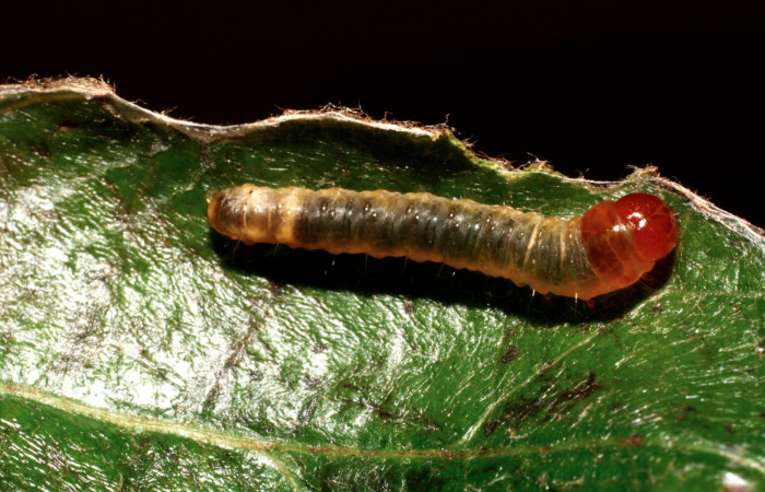 Fig.8 Parte dorsal, <i>Cleomantes</i> eumatilisDHJ02 (Thyrididae), se colectó 12 setiembre 2008, Sector El Pitilla, Estación Quica, 470mts. (08-SRNP-72463-DHJ449920.jpg).