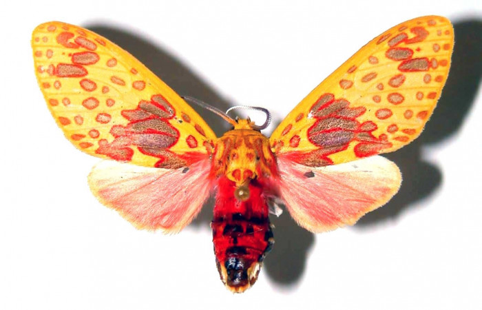 Figura 9. Adulto <i>Amaxia josealfredohernandezi</i> (Erebidae), vista dorsal hembra. Voucher: 01-SRNP-22772-DHJ38864.