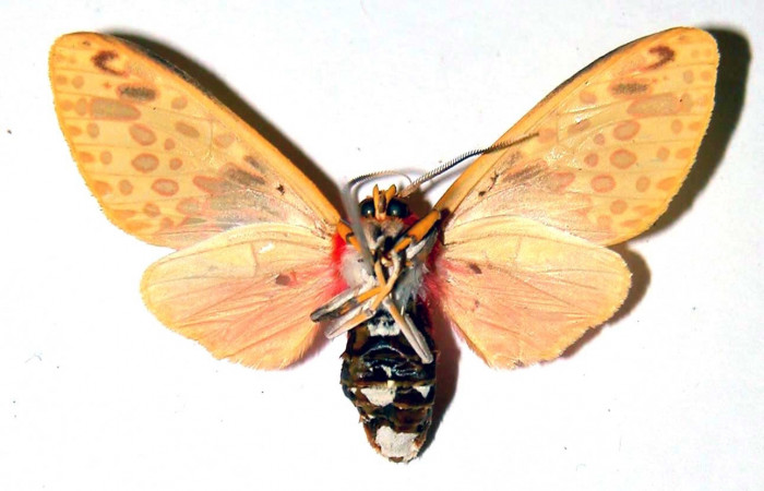 Figura 10. Adulto parte ventral hembra de <i>Amaxia josealfredohernandezi </i>(Erebidae), vista ventral hembra. Voucher: 01-SRNP-22772-DHJ38865.