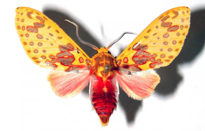 Figura 11. Adulto de <i>Amaxia josealfredohernandezi</i>(Erebidae), vista dorsal macho. Voucher: 01-SRNP-262-DHJ38870.