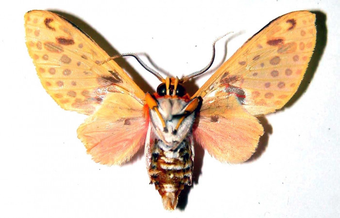 Figura 12. Adulto de <i>Amaxia josealfredohernandezi</i> (Erebidae), vista ventral macho. Voucher: 01-SRNP-262-DHJ38871.