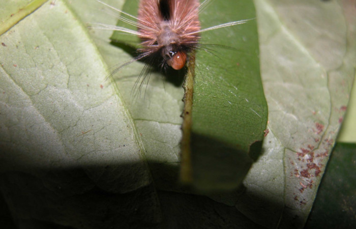 Figura 3. Larva de <i>Amaxia josealfredohernandezi</i> (Erebidae) PU. Posición frontal. Voucher: 03-SRNP-37164-DHJ91049.jpg.