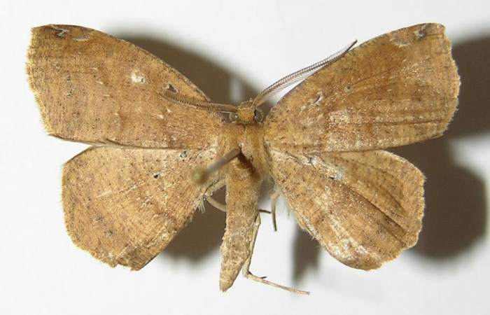 Fig. 23. Adulto <i>Herbita medona</i> (Geometridae), vista dorsal. Voucher: 00-SRNP-17816-DHJ324946.jpg