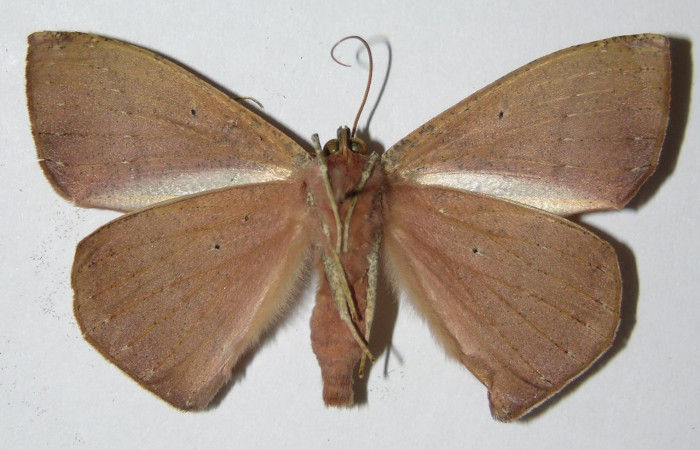 Fig. 26. Adulto <i>Herbita medama</i> (Geometridae), vista ventral. Voucher: 00-SRNP-387-DHJ324797.jpg