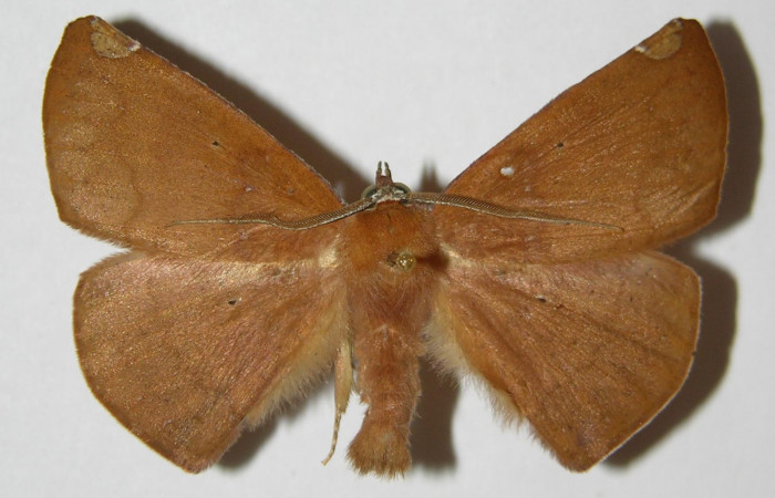 Fig. 27. Adulto Herbita aglausaria (Geometridae), vista dorsal. Voucher: 00-SRNP-9244-DHJ324724.jpg