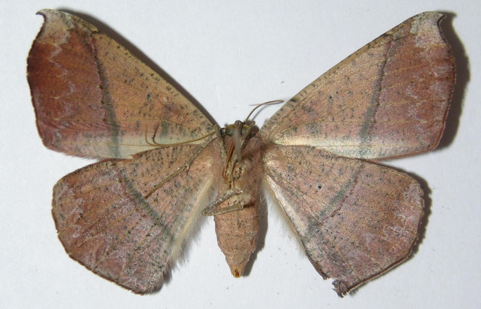 Fig. 24. Adulto <i>Herbita</i> medonaDHJ02 (Geometridae), vista ventral. Voucher: 01-SRNP-10564-DHJ325201.jpg