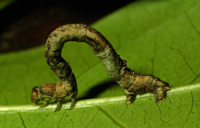 Fig. 16. Dorsal de larva <i>Herbita aglausaria</i> (Geometridae) en último estadio. Voucher: 01-SRNP-6487-DHJ63543.jpg