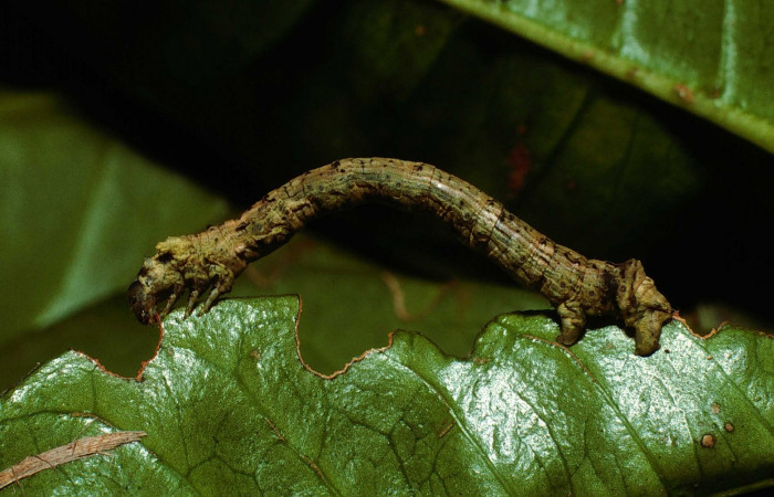 Fig. 12. Dorsal de larva <i>Herbita</i> amicariaDHJ02 (Geometridae) en último estadio. Voucher: 02-SRNP-23125-DHJ68620.jpg