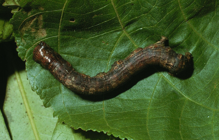 Fig. 11. Dorsal de larva <i>Herbita</i> amicariaDHJ01 (Geometridae) en último estadio. Voucher: 03-SRNP-4437-DHJ73393.jpg