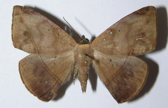 Fig. 20. Adulto <i>Herbita lilacina</i> (Geometridae), vista dorsal. Voucher: 05-SRNP-3175-DHJ324772.jpg