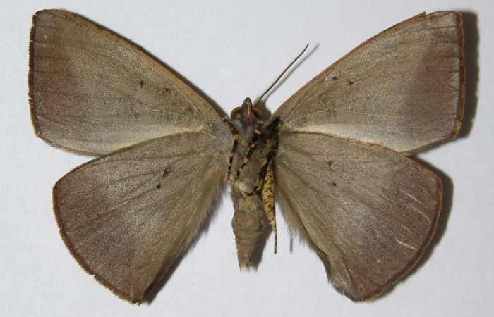 Fig. 21. Adulto <i>Herbita lilacina</i> (Geometridae), vista dorsal. Voucher: 05-SRNP-3175-DHJ324773.jpg