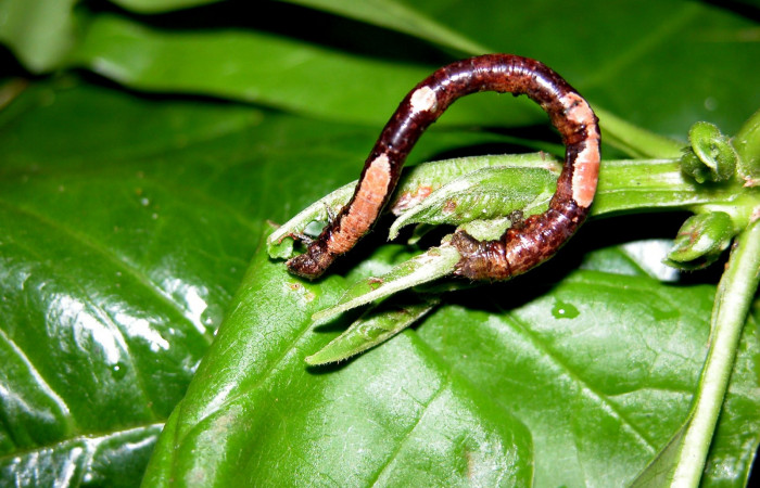 Fig. 6. Dorsal de larva <i>Herbita lilacina</i> (Geometridae) en último estadio, en proceso de prepupa. Voucher: 05-SRNP-40700-DHJ406829.jpg.
