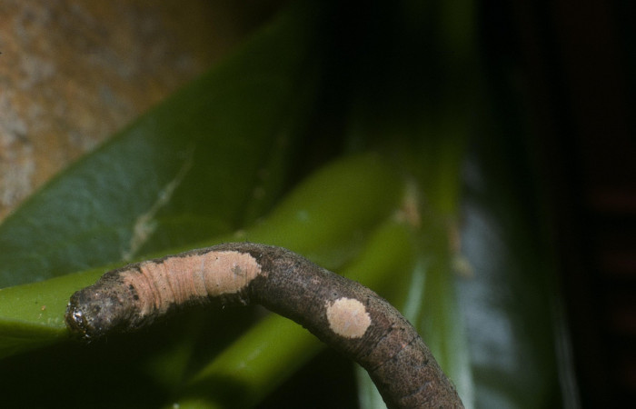 Fig. 5. Dorsal de la cabeza y tórax de larva <i>Herbita lilacina</i> (Geometridae) aquí se nota las propatas y las manchas cremas, y la cabeza es color café. Voucher: 05-SRNP-40700-DHJ89042.jpg.