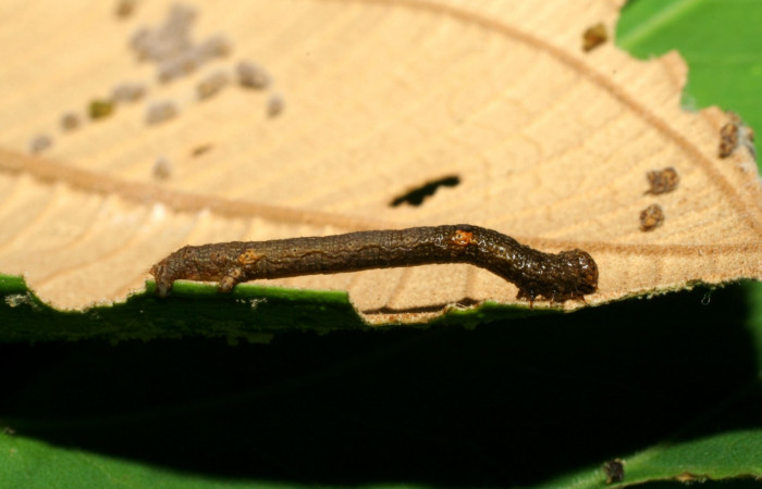 Fig. 13. Lateral de larva <i>Herbita medona</i> (Geometridae) en último estadio. Voucher: 06-SRNP-32429-DHJ415779.jpg