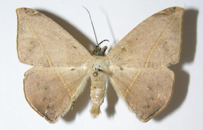 Fig. 30. Adulto <i>Herbita praeditaria</i> (Geometridae), vista dorsal. Voucher: 06-SRNP-45060-DHJ338200.jpg