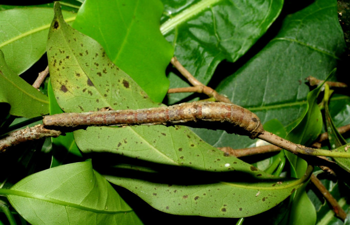 Fig. 15. Dorsal de larva <i>Herbita praeditaria</i> (Geometridae) en último estadio. Voucher: 06-SRNP-55027-DHJ417631.jpg