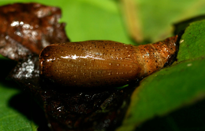 Fig. 19. Vista lateral de pupa de <i>Herbita lilacina</i> (Geometridae). Voucher: 08-SRNP-31362-DHJ440281.JPG