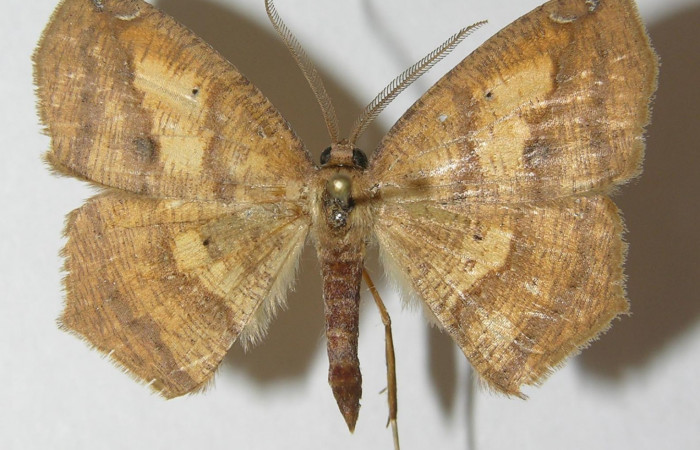 Fig. 25. Adulto <i>Herbita</i> medonaDHJ03 (Geometridae), vista dorsal. Voucher:10-SRNP-69591-DHJ541728.jpg
